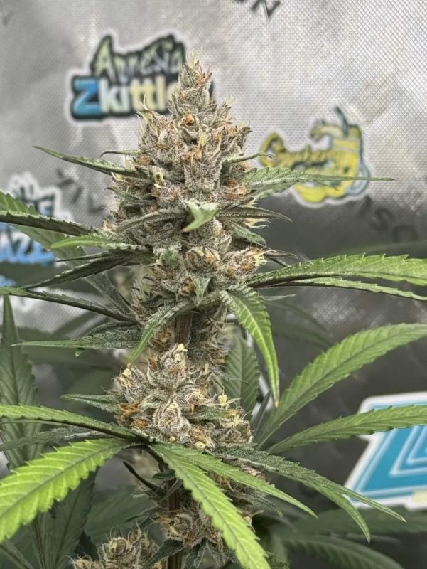 Instagram Banana Guava Auto