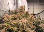 Instagram Purple Lemonade Auto