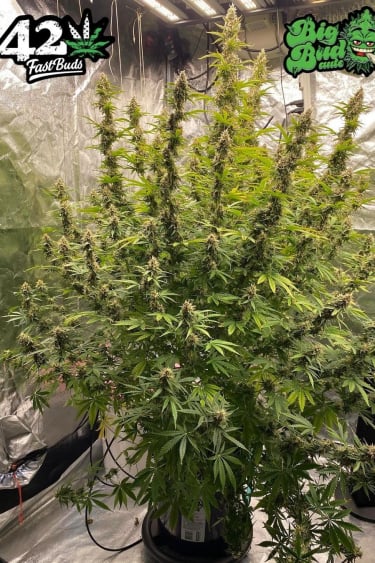 Instagram Big Bud Auto