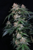 Instagram Orange Sherbet FF