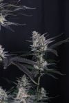 Instagram Mendo Guava Auto™
