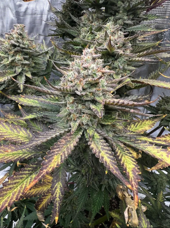 Instagram Guava Auto RF3