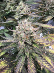 Instagram Guava Auto RF3™