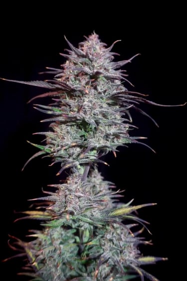 Papaya Cookies Auto™