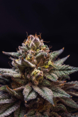 Instagram Gorilla Melon™