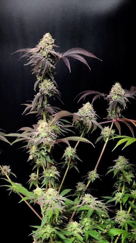 Z42™ Cannabis Seeds | 42 Fast Buds United States