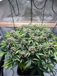 Instagram Lemon Cherry Cookies Auto