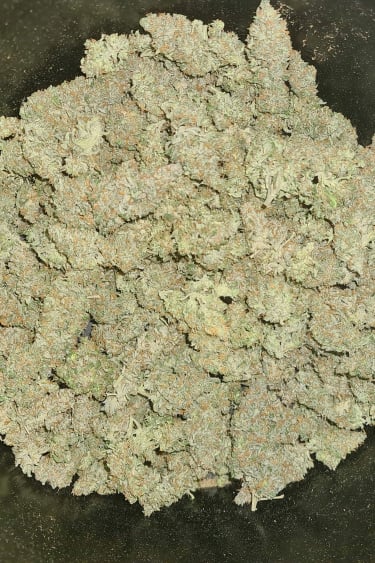 Instagram Blueberry Auto