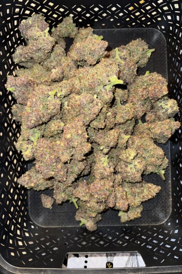 Instagram Cherry Cola Auto