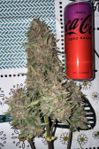 Instagram Cherry Cola Auto