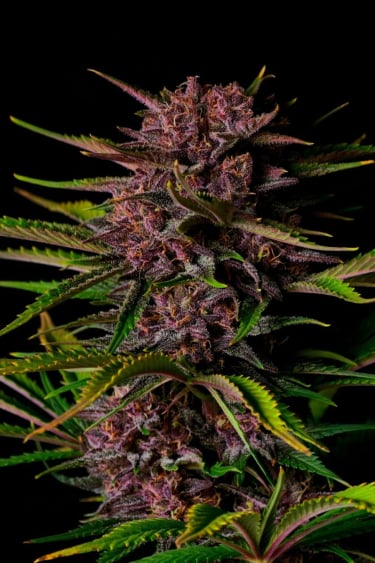 Instagram Purple Haze Auto