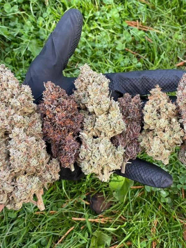 Instagram AUTO | Purple Punch Auto