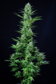 Instagram White Widow Auto