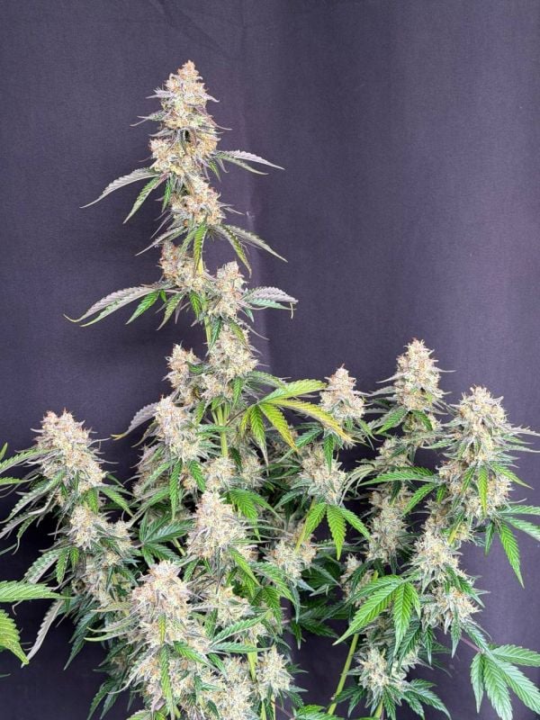 Instagram Skunk Auto