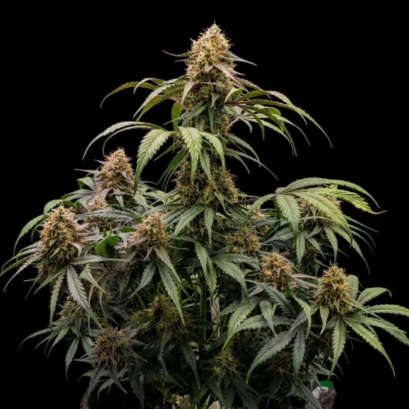 AUTO | Guava Sundae Auto™