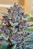 Instagram Cherry Cola Auto