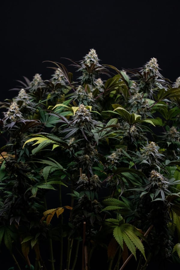 Instagram Lemon Cherry Runtz