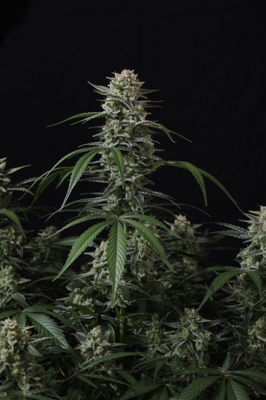 Instagram Banana Cherry Cookies Auto