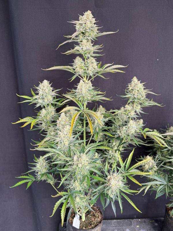 Instagram OG Kush Auto