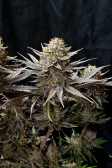Instagram Gorilla Cookies FF