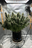 Instagram Sour Jealousy Auto™