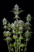 Instagram Big Bud Auto