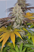 Instagram Tropicana Cookies FF