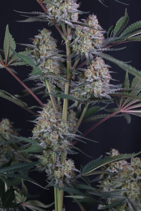 Instagram Lemon Tree Auto