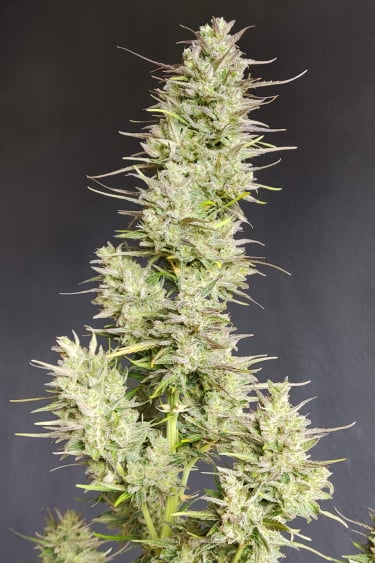 Instagram Cinderella Auto