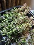 Instagram Purple Haze Auto™