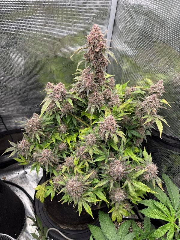 Instagram Banana Purple Punch Auto RF3
