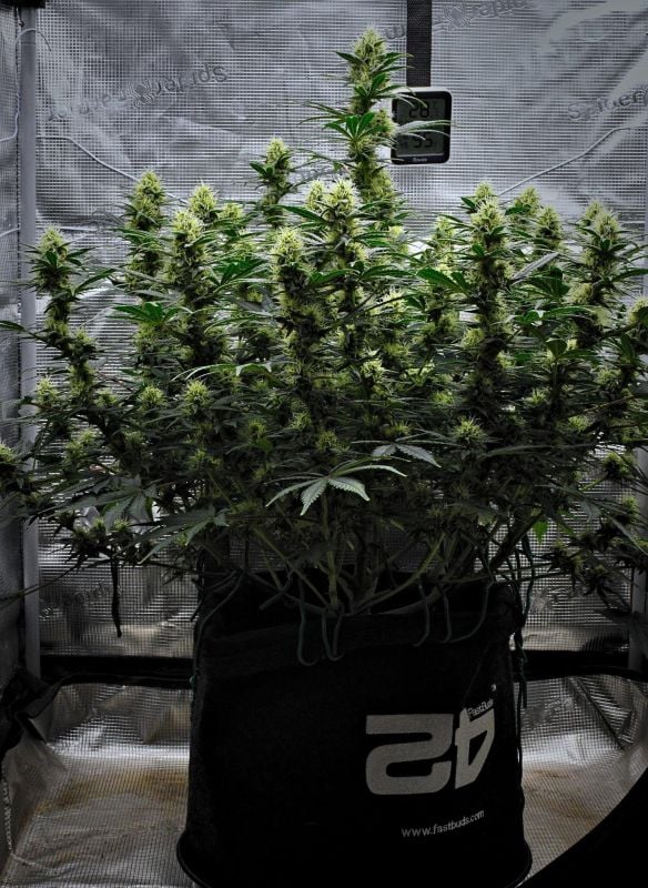 AUTO | Mendo Cherry Cookies Auto™