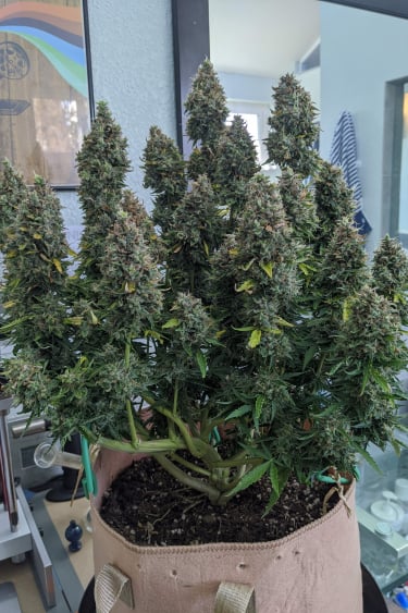 Instagram Critical Auto