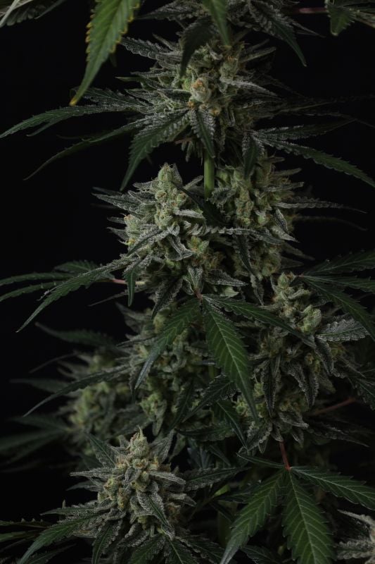 Instagram Banana Guava Auto