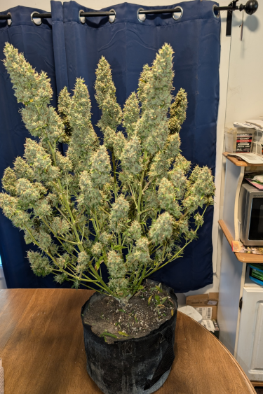 Instagram Guava Auto