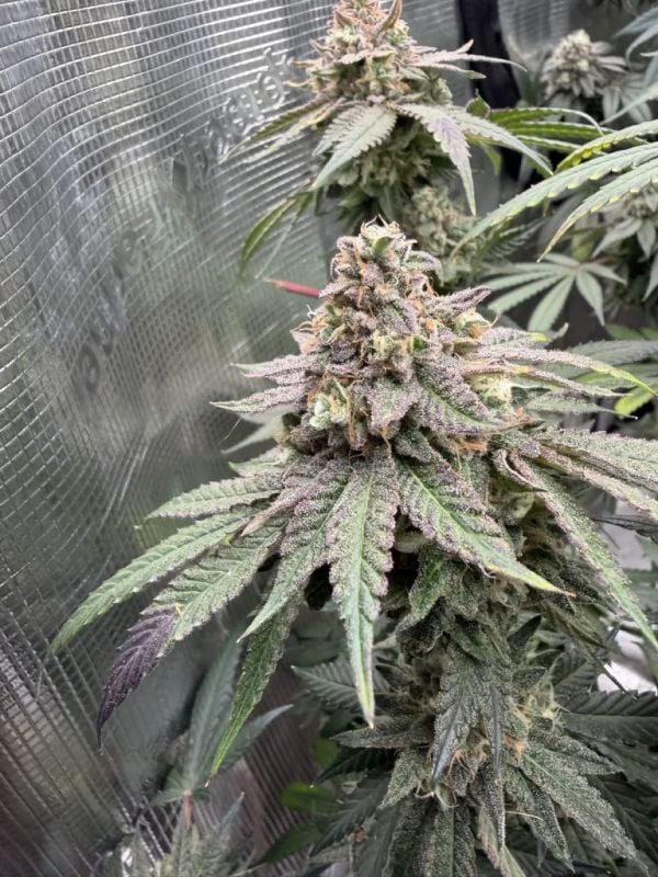 FEM | Z42™