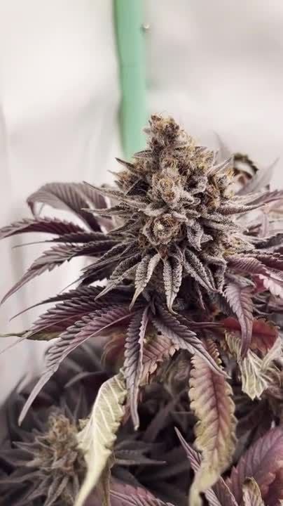 c95eb89a74d90270111c26e2cb9ad313