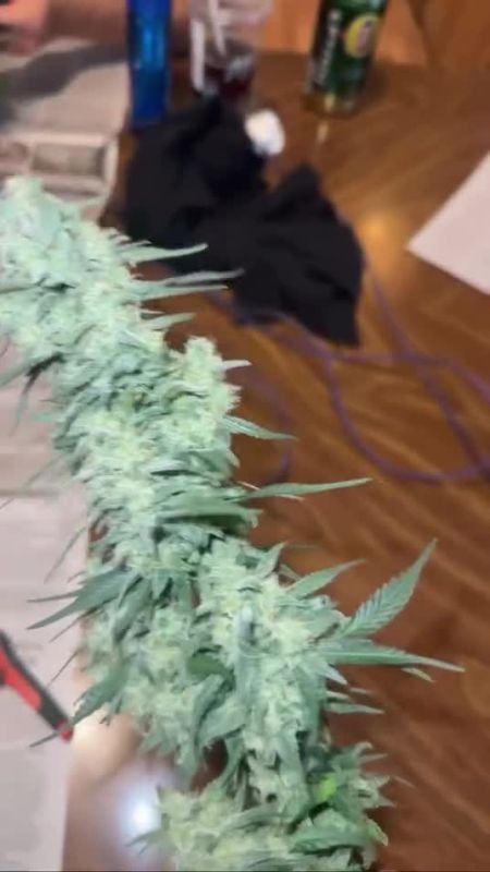 Strawberry Gorilla Auto @titan_terps1 IG 1