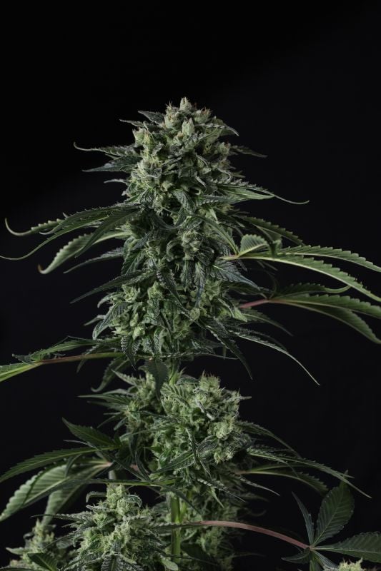 Instagram Banana Guava Auto