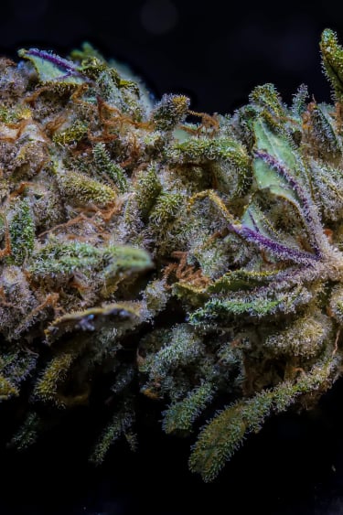 Instagram Trainwreck Auto