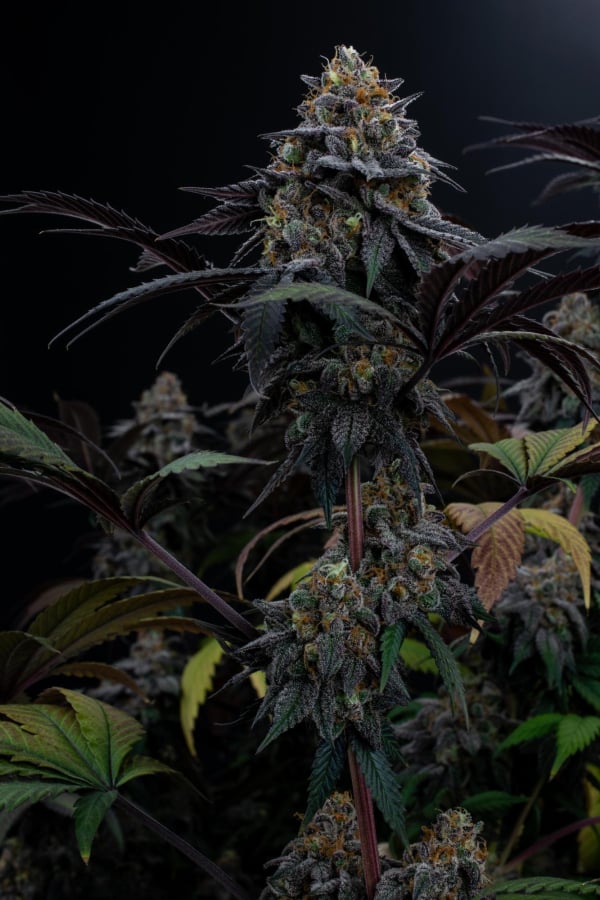 Instagram Lemon Cherry Runtz