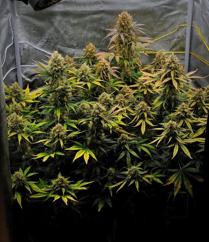 AUTO | Guava Runtz Auto™
