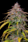 Top 10 Autoflowering Strains To Grow Outdoors (2024) | Fast Buds