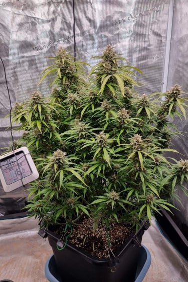 Instagram Strawberry Banana Auto