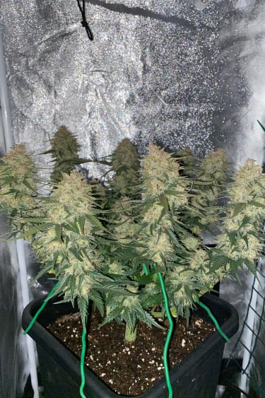 Instagram Sour Diesel Auto