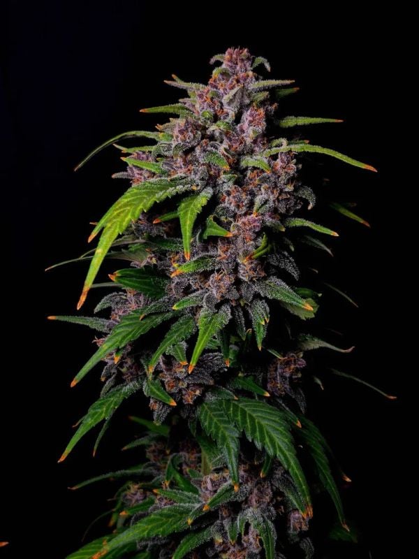 Instagram Banana Purple Punch Auto RF3