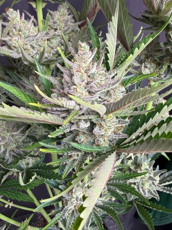 Instagram Trainwreck Auto