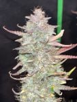 Instagram Guava Runtz Auto™
