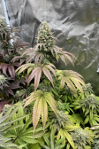 Instagram Papaya Sherbet™