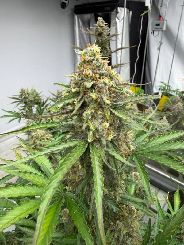 Instagram Cheese Auto
